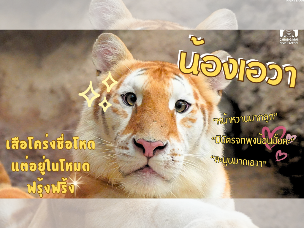 夜虎狐 像猫咪般超萌清迈一对黄金虎爆红– 亚洲电视新闻